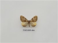 藏品(尺蛾585)的圖片